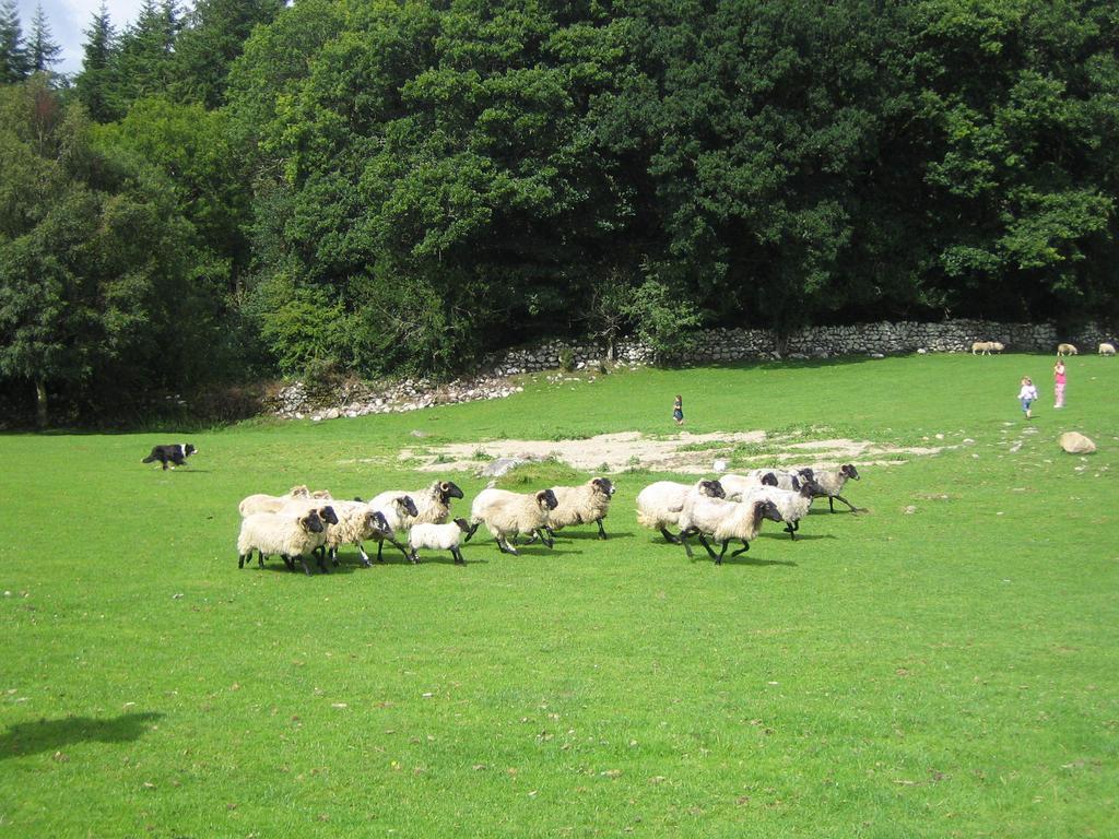 Muckross Riding Stables Killarney