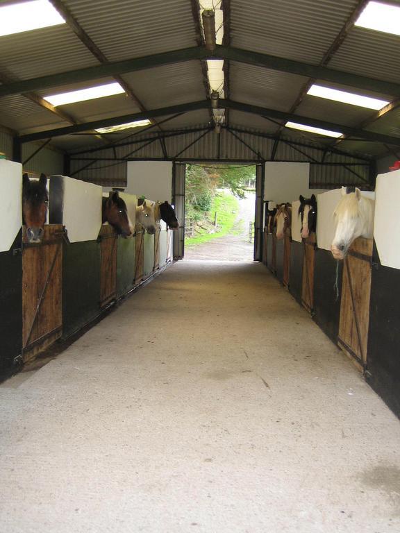 Muckross Riding Stables