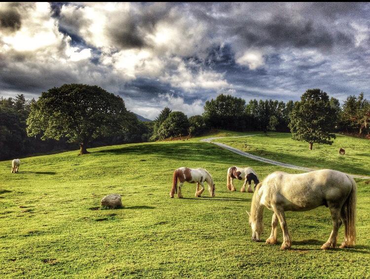 Farm stay Muckross Riding Stables