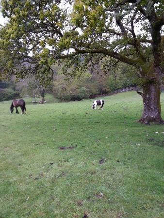 Muckross Riding Stables *
