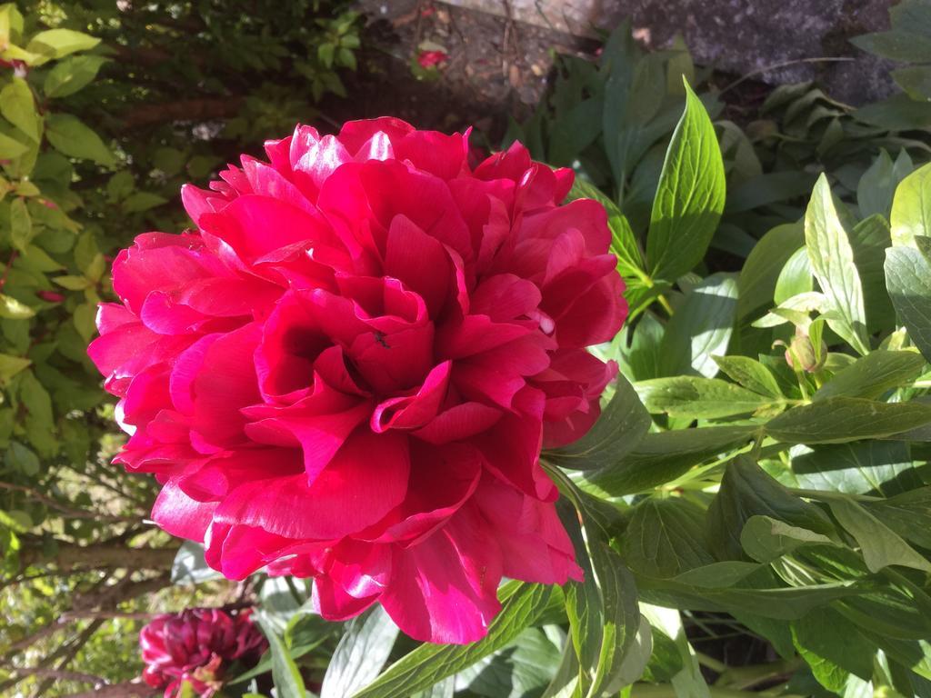 Rathmore House Bed & Breakfast